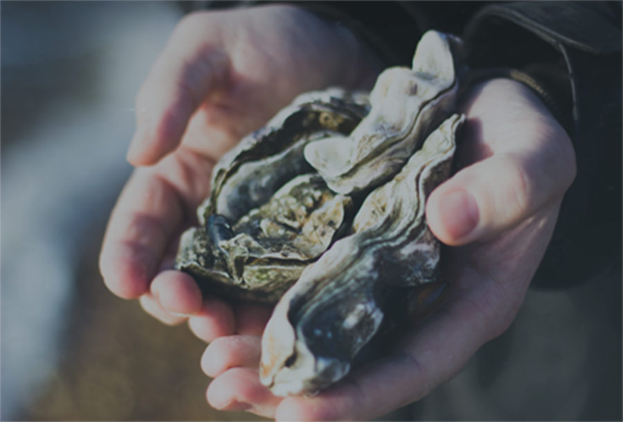 Picture of oysters in hand