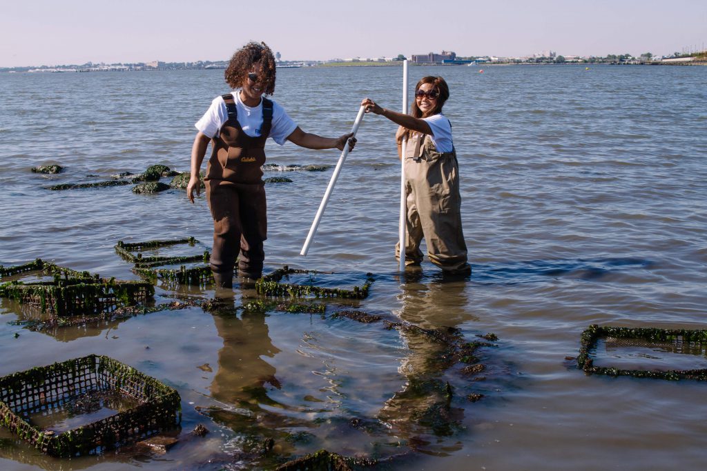 Photo of volunteers helping restore oysters at Finbay